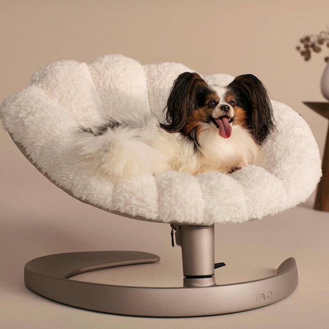 ペットケア用品ブランド「WAFONA」によるペット用品専門店『Paddy by WAFONA（パディ バイ ワフォナ）』が大丸京都店1階に期間限定オープン！