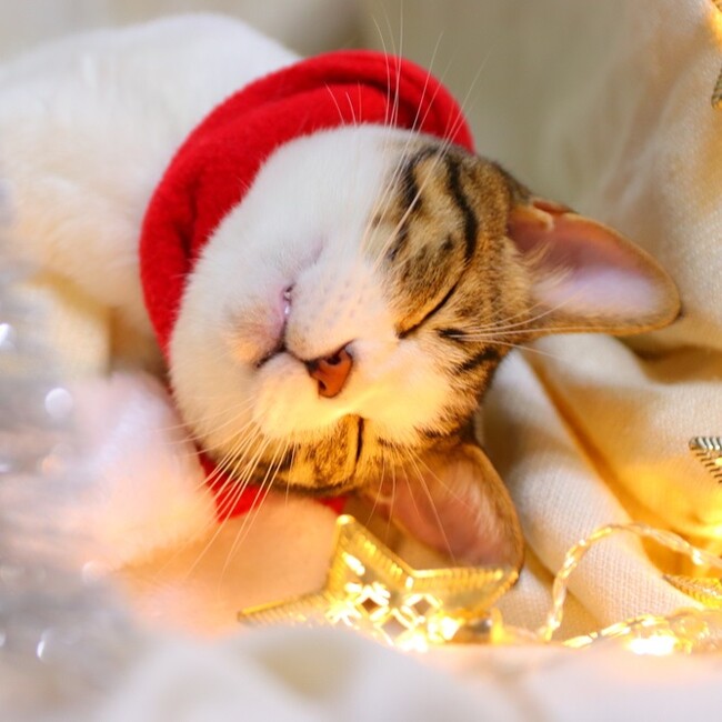 いなばペットフード　わんちゃん・猫ちゃんと迎える「お正月」のとっておきを！2026年1月カレンダー写真を募集