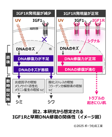 紫外線（UV）を浴びた直後のDNA修復がUVディフェンス力を決める