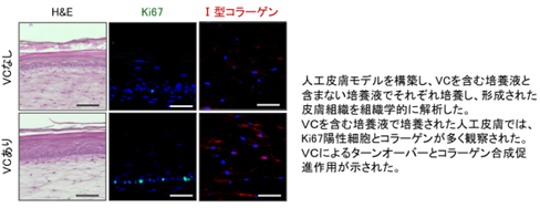 世界初＊、イリス根エキスが色素細胞内のビタミンC濃度を高めることを確認