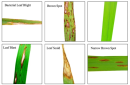 稲の病害例:CIAT提供 稲の病害例:CIAT提供