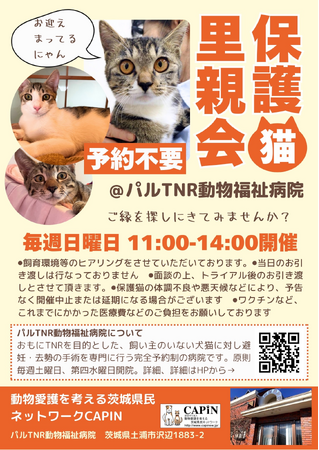 保護猫がお迎えを待っています！毎週日曜日開催「CAPIN 保護猫里親会」がスタート！