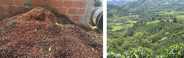 サントリーとコンサベーション・インターナショナル、コロンビアのコーヒー豆原産地において持続可能な調達とＧＨＧ排出削減に向けた再生農業の実証を開始