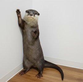 コツメカワウソさん コツメカワウソさん