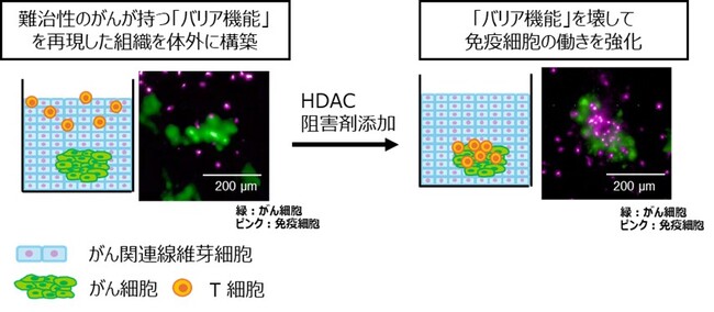 TOPPANホールディングス、大阪大学大学院工学研究科、がん研究会、札幌医科大学 次世代抗がん治療の効き目を3D細胞培養技術で評価した論文が国際科学誌「Acta Biomaterialia」に掲載