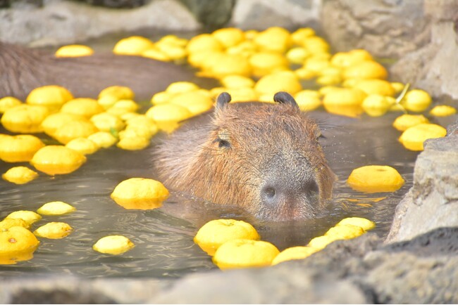 伊豆シャボテン動物公園で恒例の「カピバラのゆず湯」を開催 ～2025.12/22(月)は「冬至」！ カピバラもゆず湯でぽっかぽか～