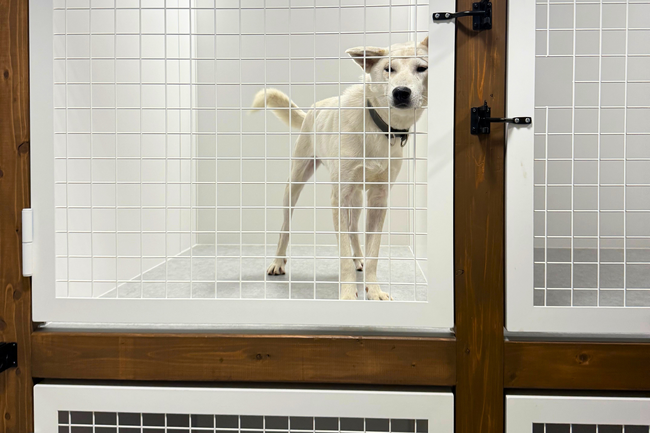 ピースワンコ西東京ふれあい譲渡センターで、卒業した保護犬を対象としたペットホテルを新たにオープン！