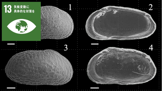 北海道初!新属を含む鮮新世の介形虫化石群