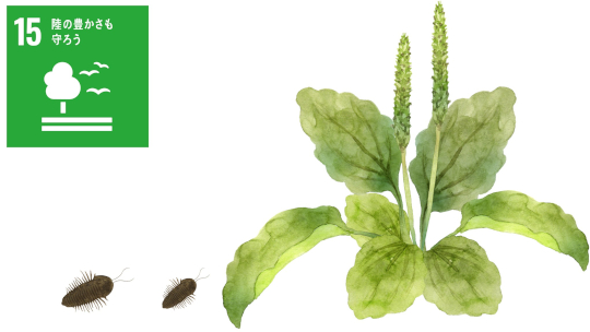 種子が植食者の糞を感知して食害を回避 ―糞中成分が安全なタイミングでの発芽を可能にする―