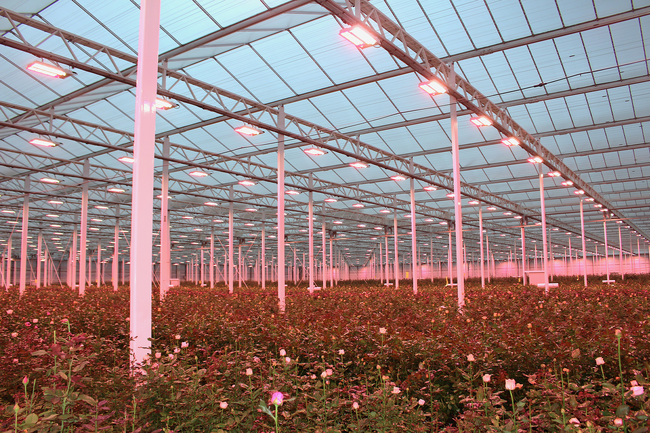 シグニファイ、クニエダ株式会社へ植物育成用LED照明を納入。最適な光を照射し、効率良く安定した周年栽培・さらなる収穫量の向上を狙う