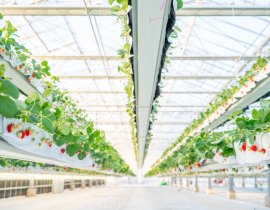 【the BERRY YOKOHAMA】2025-2026年シーズングランドOPEN 【the BERRY YOKOHAMA】2025-2026年シーズングランドOPEN