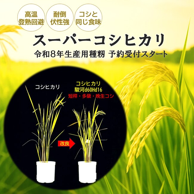 気候変動に強い「スーパーコシヒカリ」のリリース