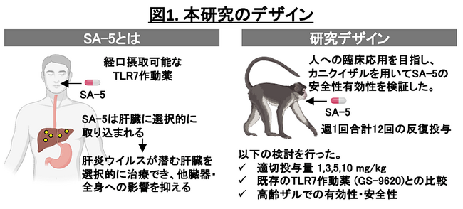 新規TLR7アゴニスト「SA-5」の前臨床安全性と有効性を カニクイザルモデルで実証