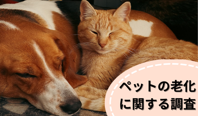 寝ている時間が増えたら老化のサイン？ペットの老化に関する調査 