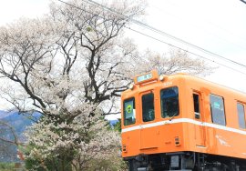 ラビットカーと桜 ラビットカーと桜