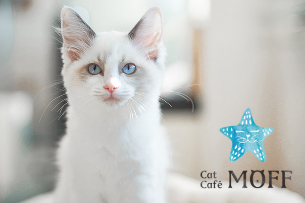 仔猫たちと過ごす“あたたかな冬”。12月23日『Cat Cafe MOFF』川口前川にオープン！