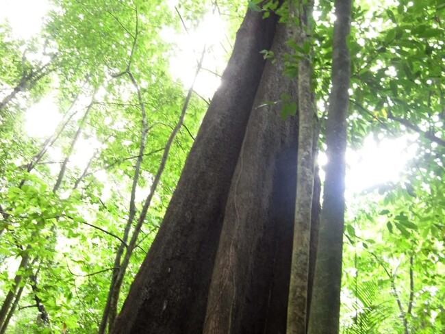 B2B ECプラットフォーム「グッズ」で、古代マヤから伝わるスーパーフード「マヤナッツ」の取り扱いが開始されました