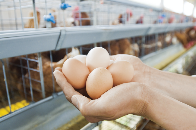 年末年始の産地を応援「配達休みに産まれた産直たまご」注文受付12月16日(火)から