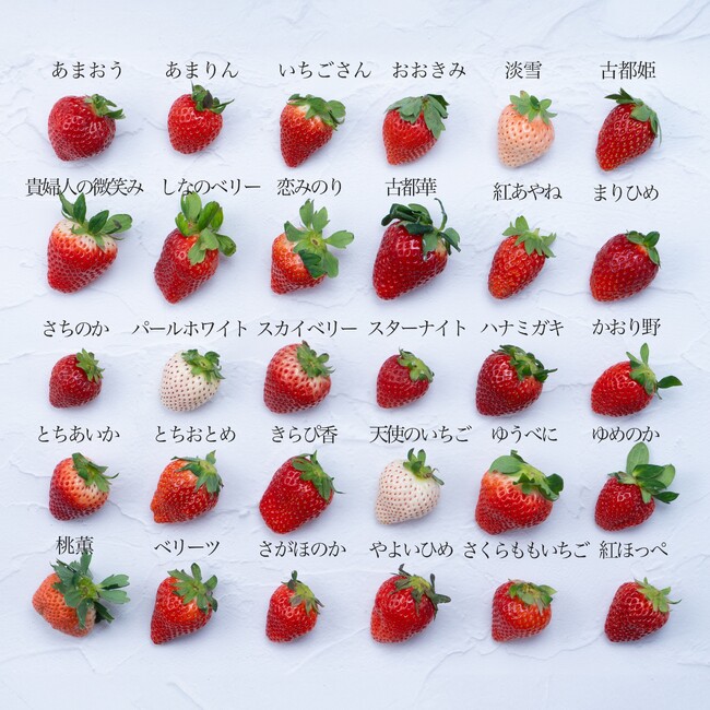 【いちご食べ比べ】旬のイチゴを堪能する「いちご12種食べ比べ」12月16日(火)より予約受付開始！