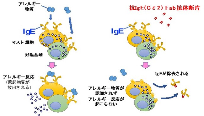 アレルギー物質の体内センサー(IgE)を除去する新規抗体医薬の発見
