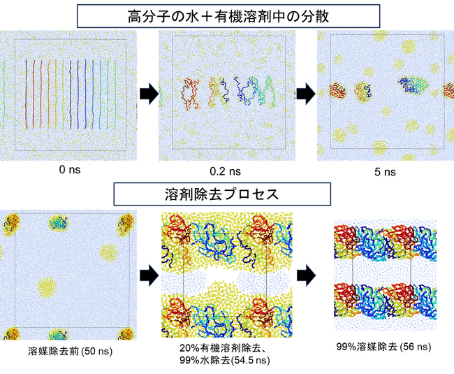 環境負荷の低い塗料開発を目指して ― 水性塗料の塗膜形成を分子レベルでシミュレーション ―