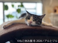 “猫の日”限定企画も実施♪累計200万人動員の人気イベント『ねこ休み展』1/23～開催　初公開の新作や限定グッズが満載