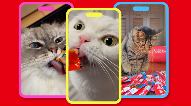 いなばペットフード×ドン・キホーテ「ド偏愛選手権」開催！自慢の愛猫が“にゃんバサダー”として全国デビューするかも！？
