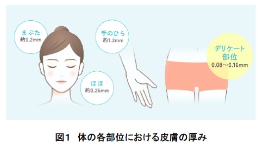 デリケート部位専用製剤の開発に特化した刺激性評価の構築