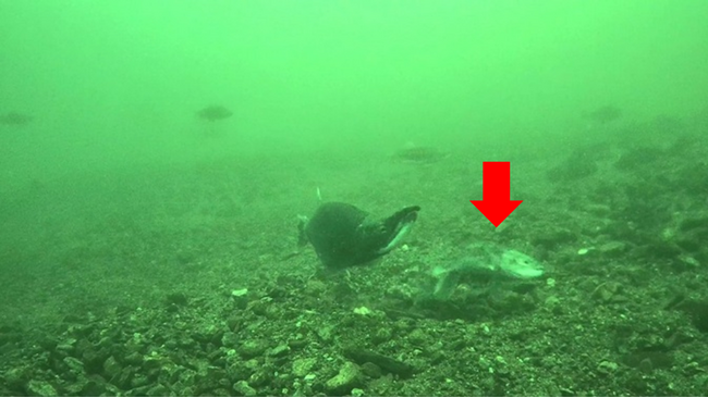 世界初!西湖にしか生息していない「奇跡の魚(うお)クニマス」の自然環境での産卵行動の撮影に成功!