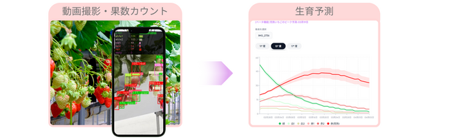 クロロス株式会社、イチゴ生育予測サービス「BerryCast」を2026年1月より提供開始