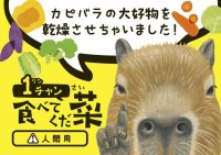 カピバラの大好物の野菜をそのまま乾燥　赤ちゃん誕生で話題の竹島水族館に“人も食べられる”新土産が登場