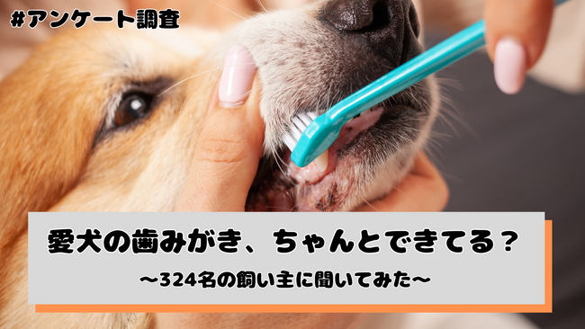 愛犬の歯みがき、ちゃんとできてる？頻度は「週に1～2回程度」が最多でケア不足の実態が浮き彫りに