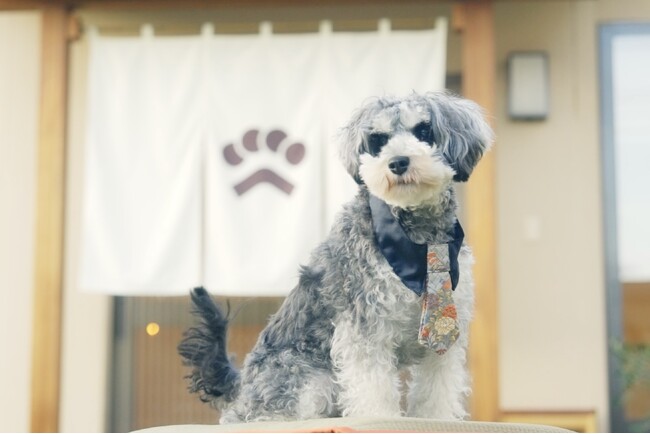 京都の伝統工芸「西陣織」「丹後ちりめん」で仕立てるMiyako犬用ネクタイ｜群馬の犬用複合施設INU-MUSUBIにて発売