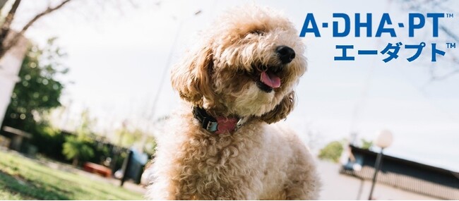動物医療のイノベーションリーダーZpeer（ズピア）、脳・神経の健康をサポートする犬用高濃度DHAサプリメント「エーダプト(TM)（A-DHA-PT(TM)）」を販売開始