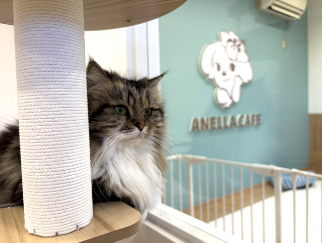 【静岡県2店舗目&首都圏拡大中】2025年の締めくくりは浜松！保護犬猫ふれあいカフェ「ANELLA CAFE 浜北貴布祢店」12月24日プレオープン-2025年だけで16店舗、全国展開を加速。