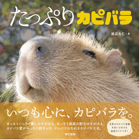 カピバラ愛がみっちり詰まった、カピバラ写真集の決定版！『たっぷりカピバラ』新発売。