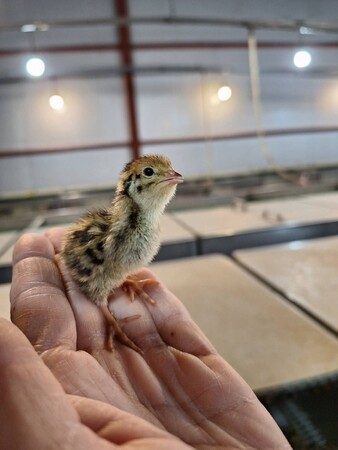 「豊橋のうずら産業を次世代に。」地元小学校の食育活動を通じ『体験型見学コース』開発へ。株式会社幡野ファームが地域密着型PRを強化。