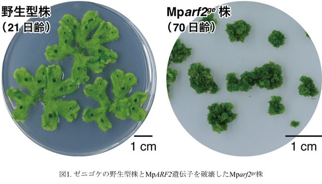 植物の永続的な成長を支える分子機構を解明 ～成長点の司令塔を担う転写因子が鍵～