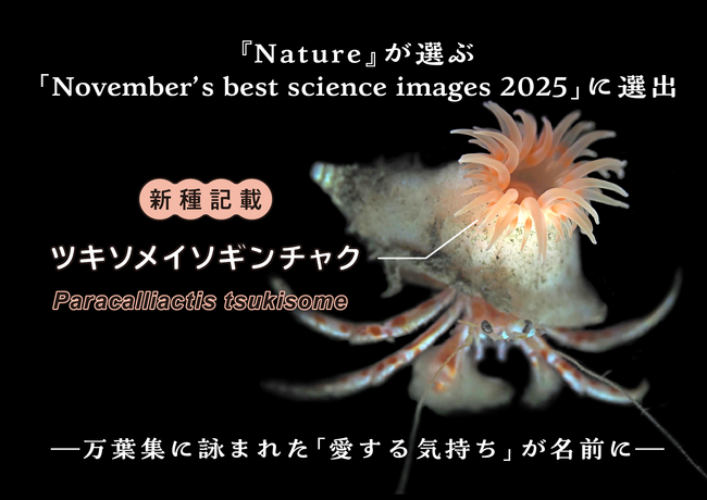 科学誌『Nature』が選ぶ「November’s best science images」にツキソメイソギンチャクの研究成果が選出！