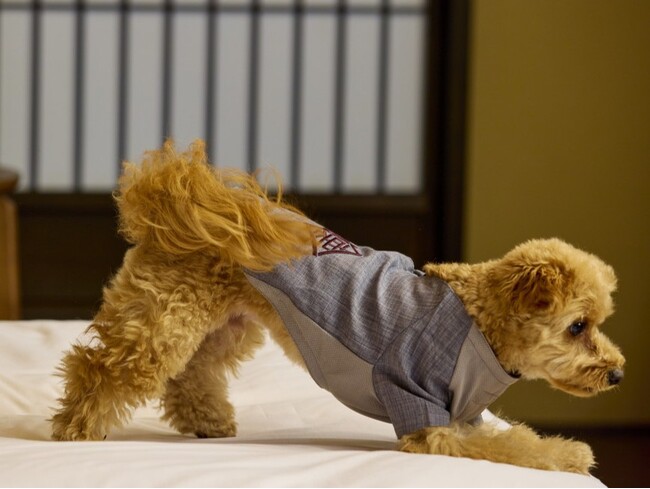 【愛犬と泊まれる古民家リトリート　赤城山 - 懐 -】公式Instagramフォロワー1万人突破記念。2月末までの期間限定で「愛犬2頭分の宿泊費＆お食事」が無料になる特別プランを販売開始