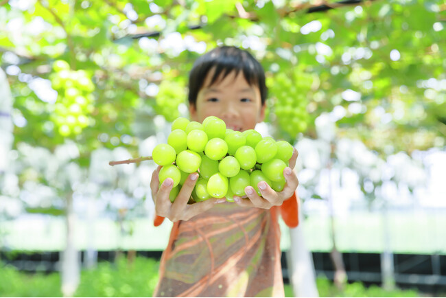 【熊本県ふるさと納税】熊本の四季を味わう“観光農園吉次園の「旬を味わうフルーツ狩りパスポート」”を新たに提供開始