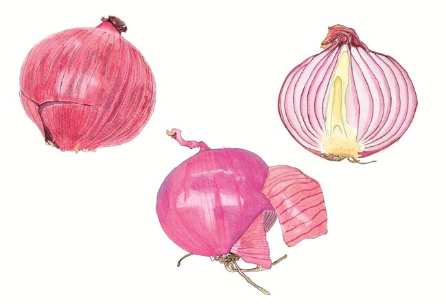 【国立科学博物館】国立科学博物館主催 第42回植物画コンクール入選作品決定