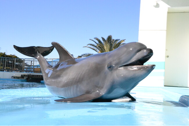 1月27日生まれは入園無料！交雑種イルカ「プリン」33歳の誕生日を祝う特別イベント開催。同い年の33歳なら入園料が「33円」に！【南知多ビーチランド】愛知