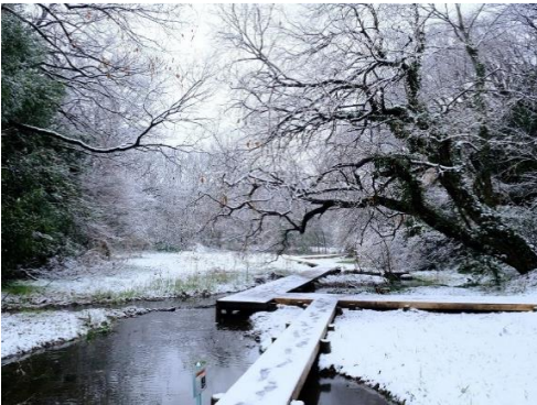 【埼玉県】自然共生サイト認定記念！北本自然観察公園の定例自然かんさつ会で「おめでたい生きもの」を探そう！