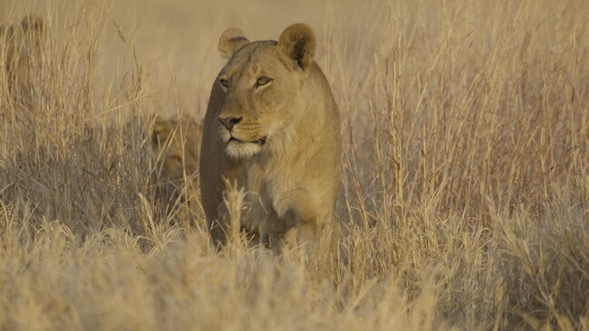 野生動物が子どもを育てる過程を生き生きと描く壮大なネイチャードキュメンタリー「命の継承者～野生の子育て戦略～」をアニマルプラネットにて1月6日(火)21時より放送開始
