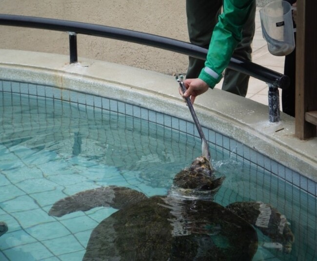 【下田海中水族館】七草の日にちなんだ餌やり体験を実施します　七草を食べるウミガメと無病息災を願おう！