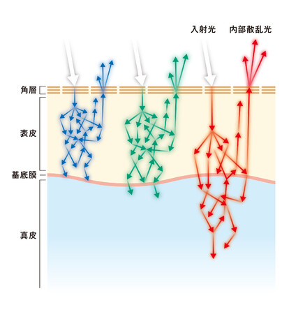 資生堂、肌の内部散乱光※1を「到達深さ別」に評価する技術を開発　透明感研究を更に進化　～コラーゲン密度とメラニン量が透明感のキーファクターであることを解明～