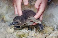 【京都水族館】この時期だけ!ふわふわの綿羽に包まれた赤ちゃんが見られる
ケープペンギンの赤ちゃんが2羽誕生!