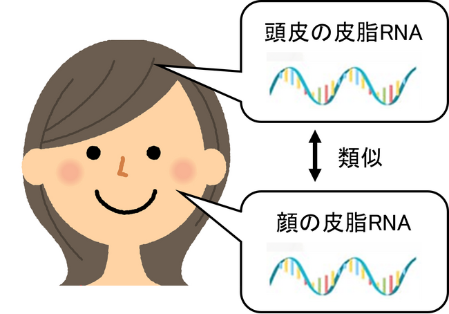 顔と頭皮の皮脂RNA発現パターンが類似していることを確認