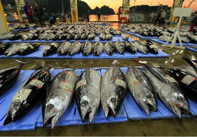 生まぐろ水揚げ日本一の和歌山県・勝浦港　休暇村南紀勝浦では迫力の競りを見学するガイドツアーと市場で食す朝食「生まぐろ御膳」付き宿泊プランを1月6日より販売